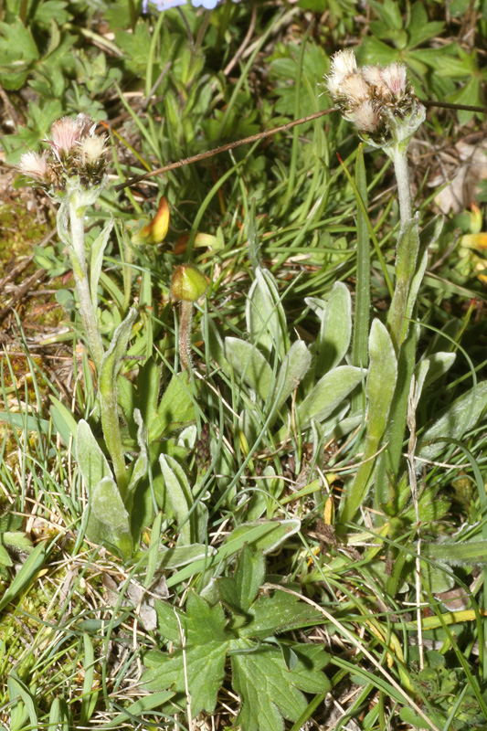 Antennaria dioica vs Antennaria carpatica